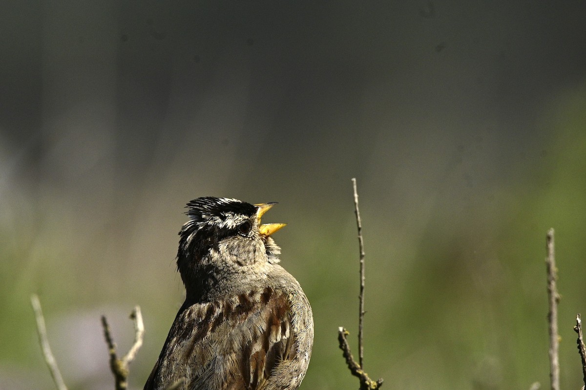 White-crowned Sparrow - Ann Saetnan