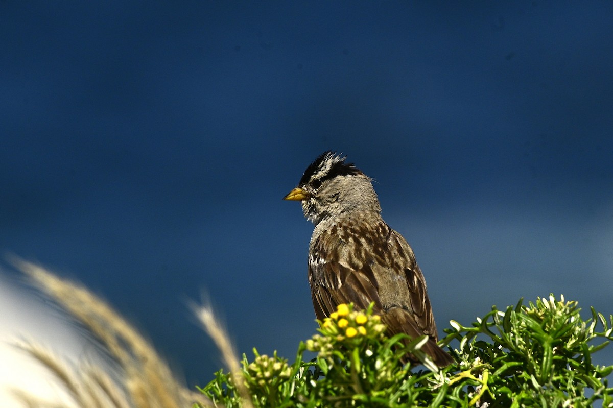 White-crowned Sparrow - ML620661552