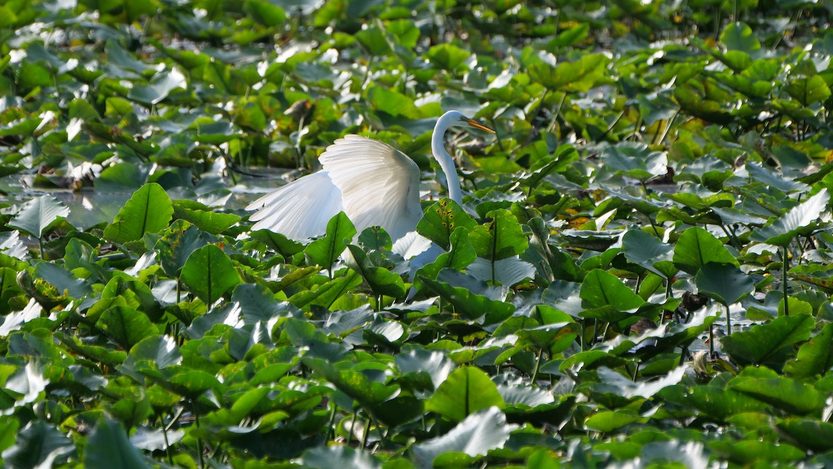 Great Egret - ML620661558