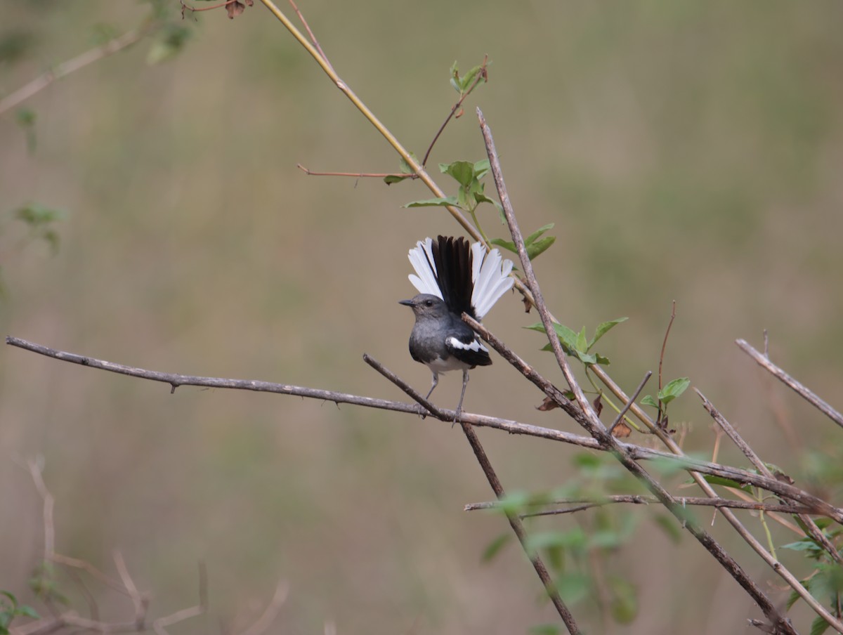 Oriental Magpie-Robin - hari chary