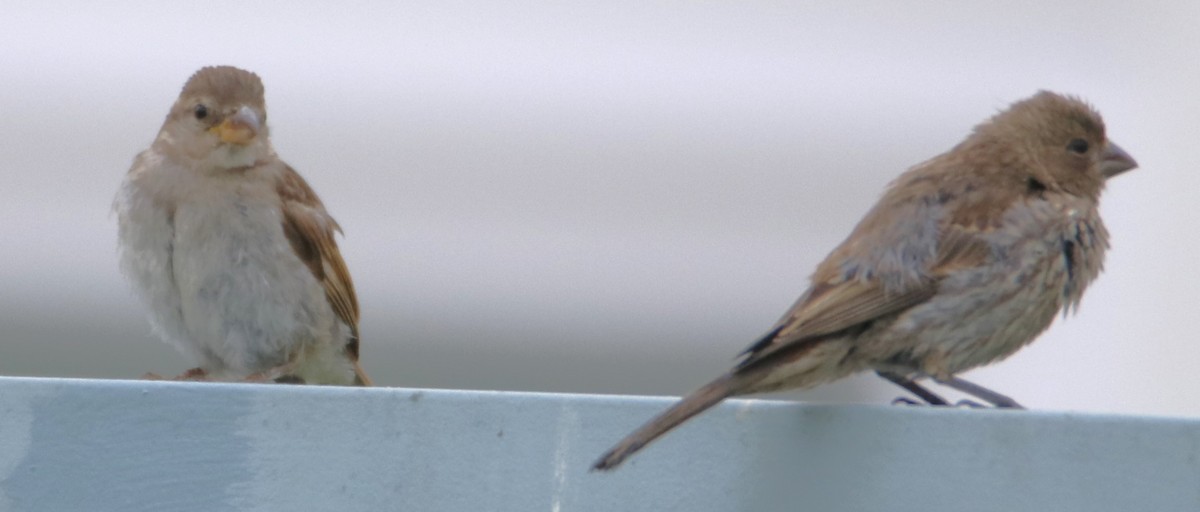 House Finch - ML620661566