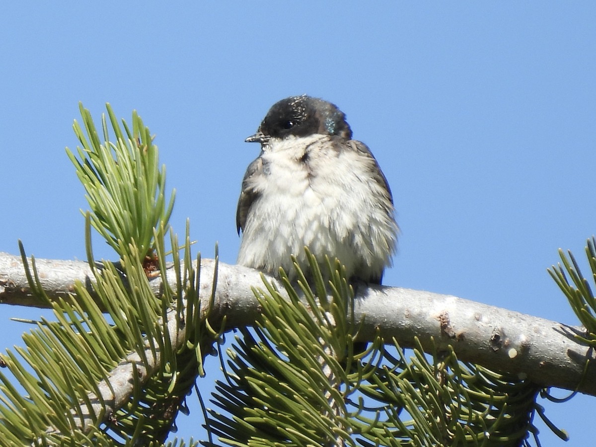 Tree Swallow - ML620661570