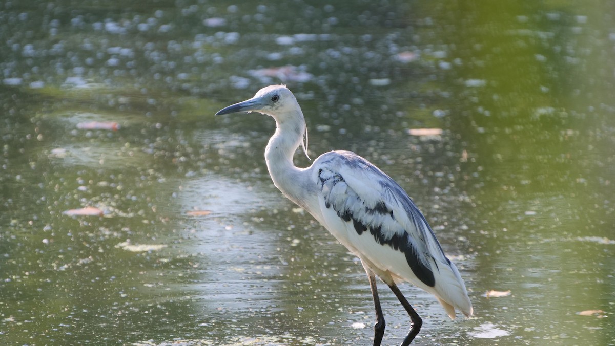 Little Blue Heron - ML620661573