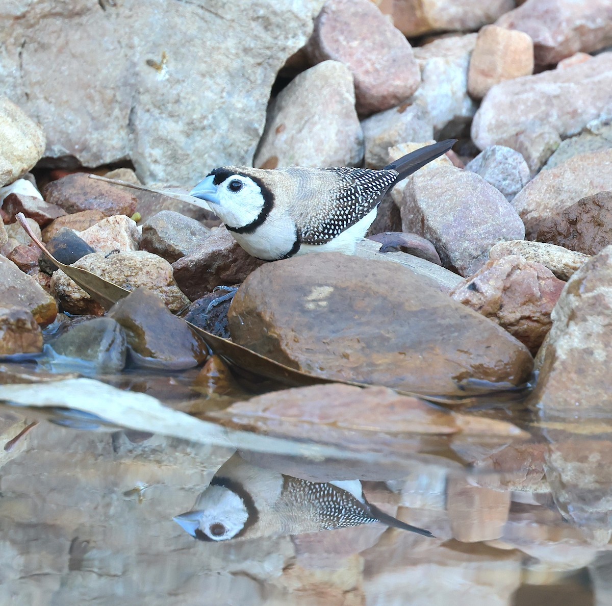 Double-barred Finch - ML620661574