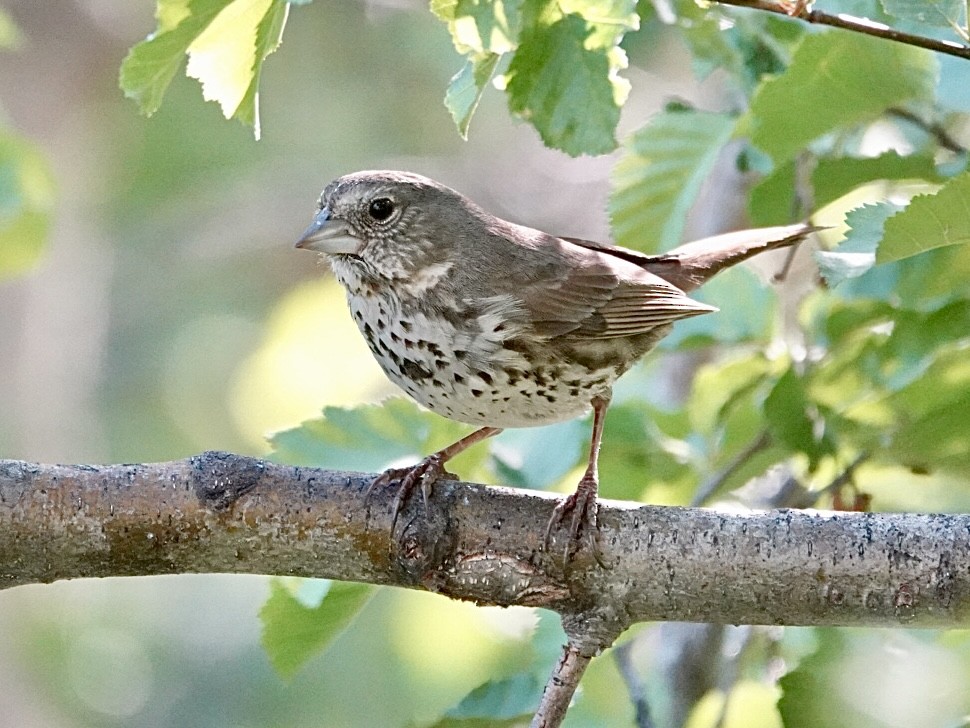 Fox Sparrow (Thick-billed) - ML620661578