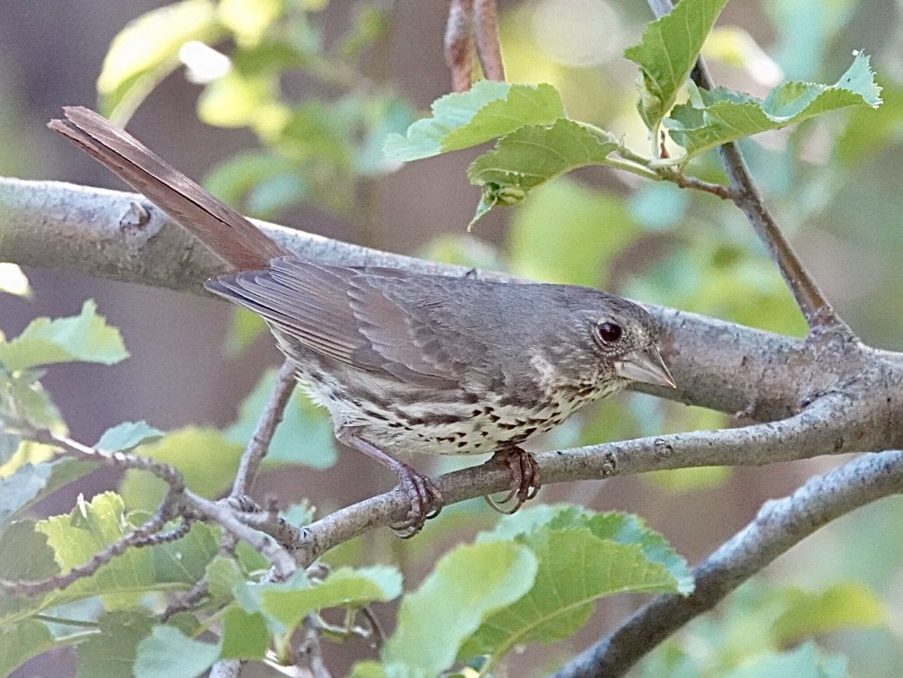 Fox Sparrow (Thick-billed) - ML620661579