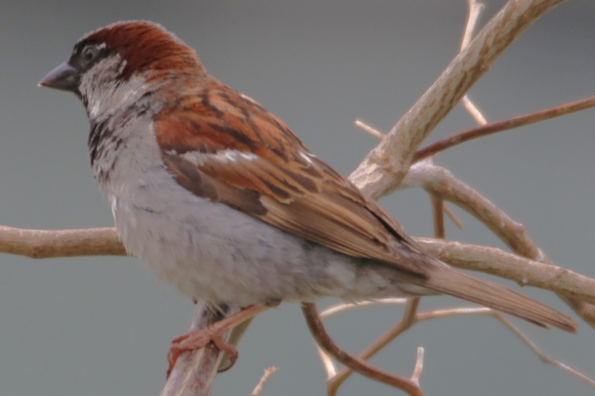 House Sparrow - ML620661582