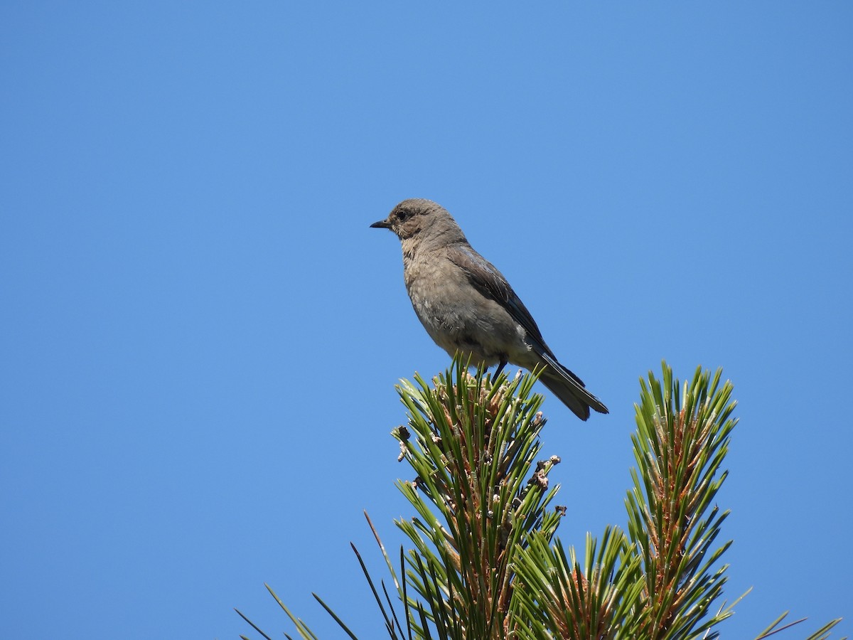 Mountain Bluebird - ML620661585