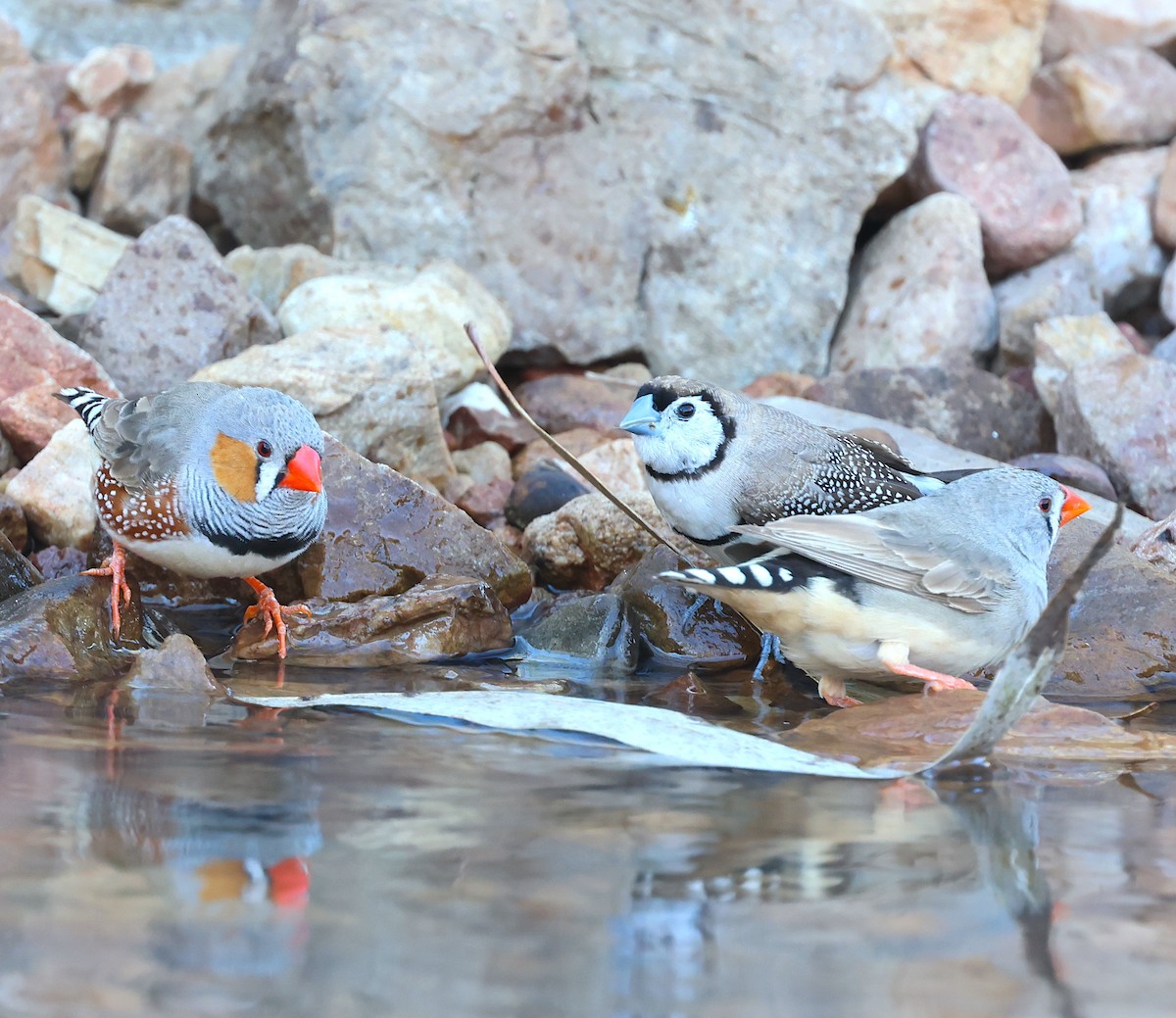 Zebra Finch - ML620661588