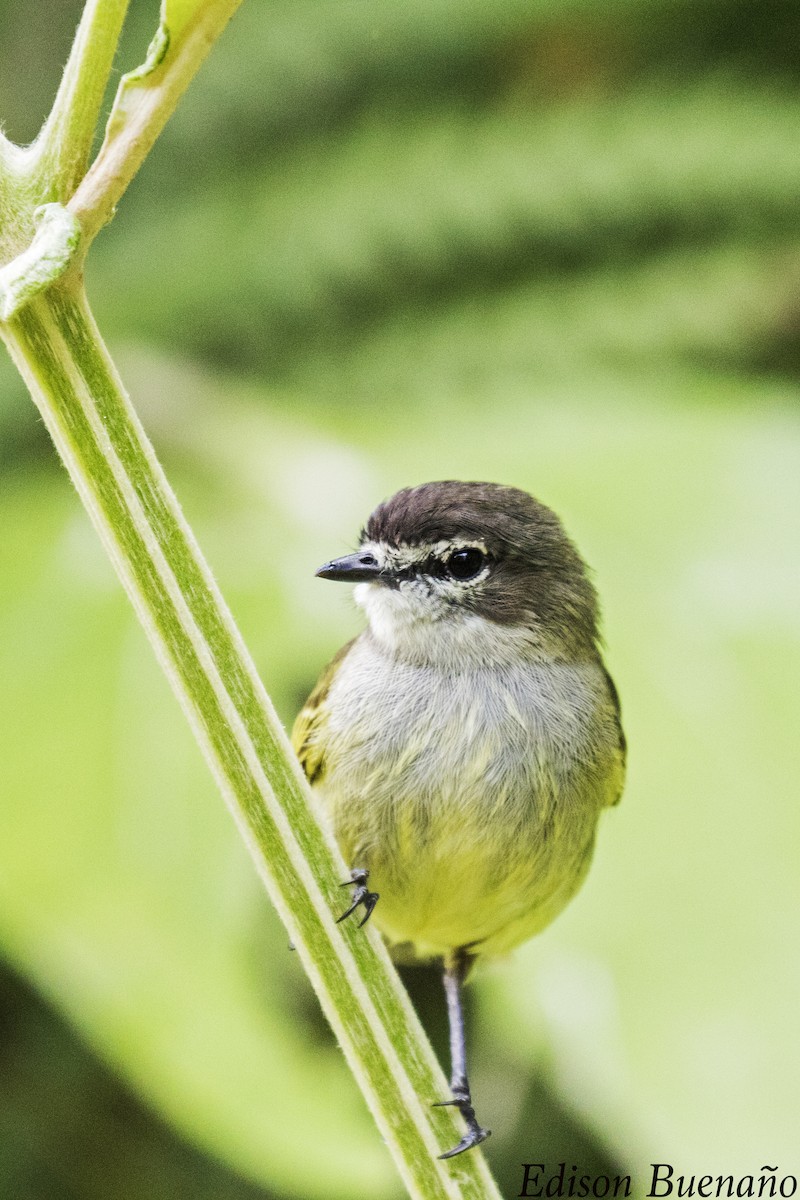 Spectacled Tyrannulet - ML620661593