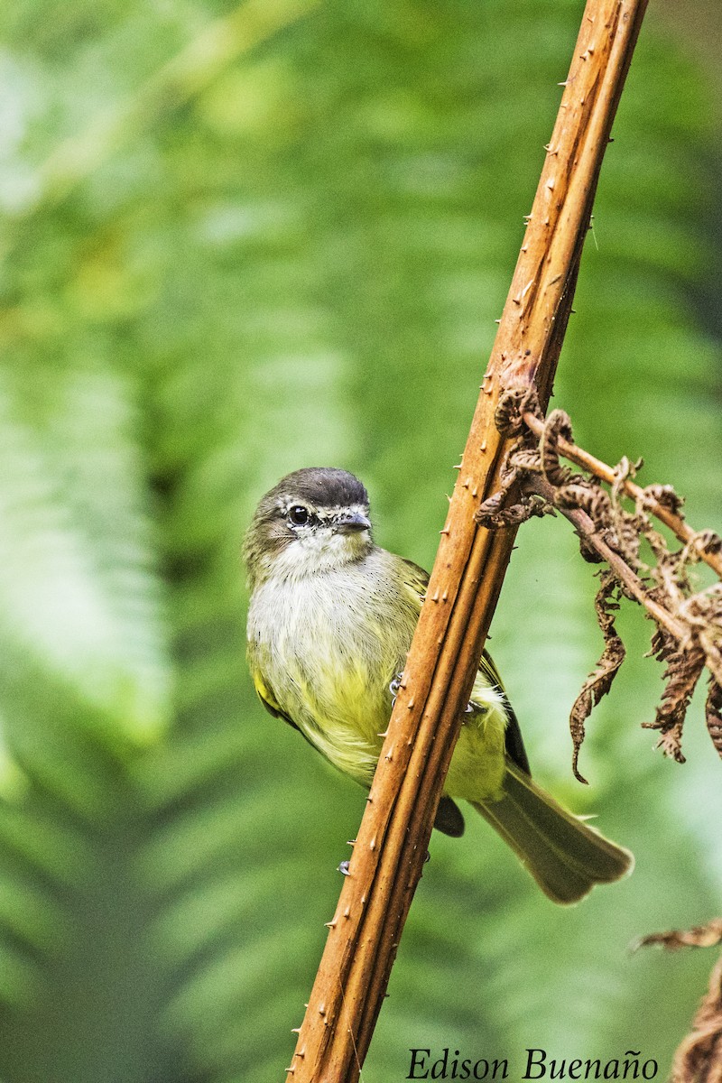 Spectacled Tyrannulet - ML620661594