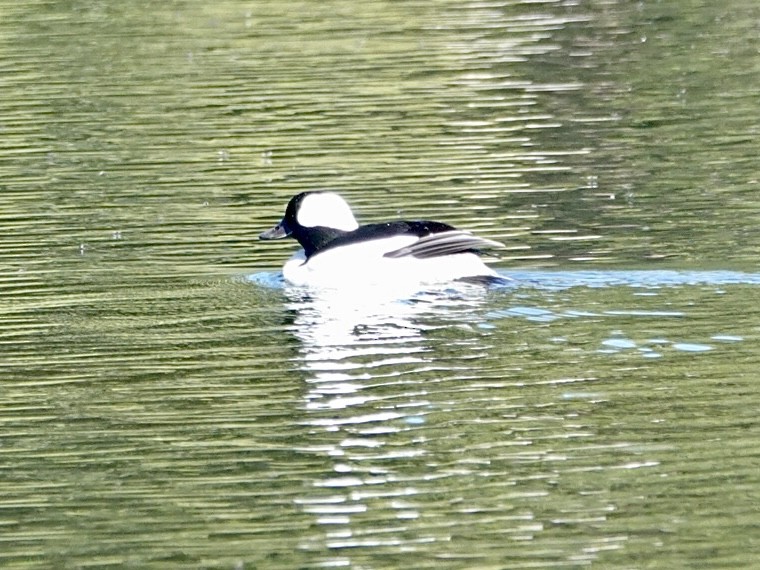 Bufflehead - ML620661596