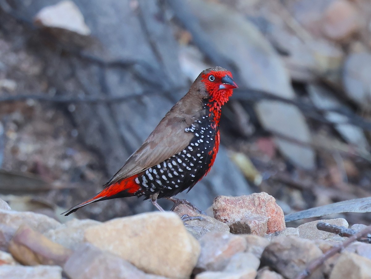 Painted Firetail - ML620661597