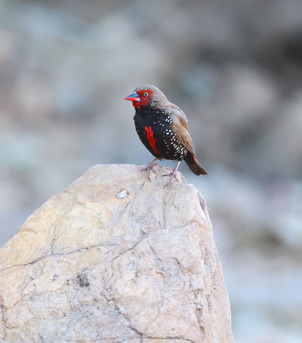 Painted Firetail - ML620661598