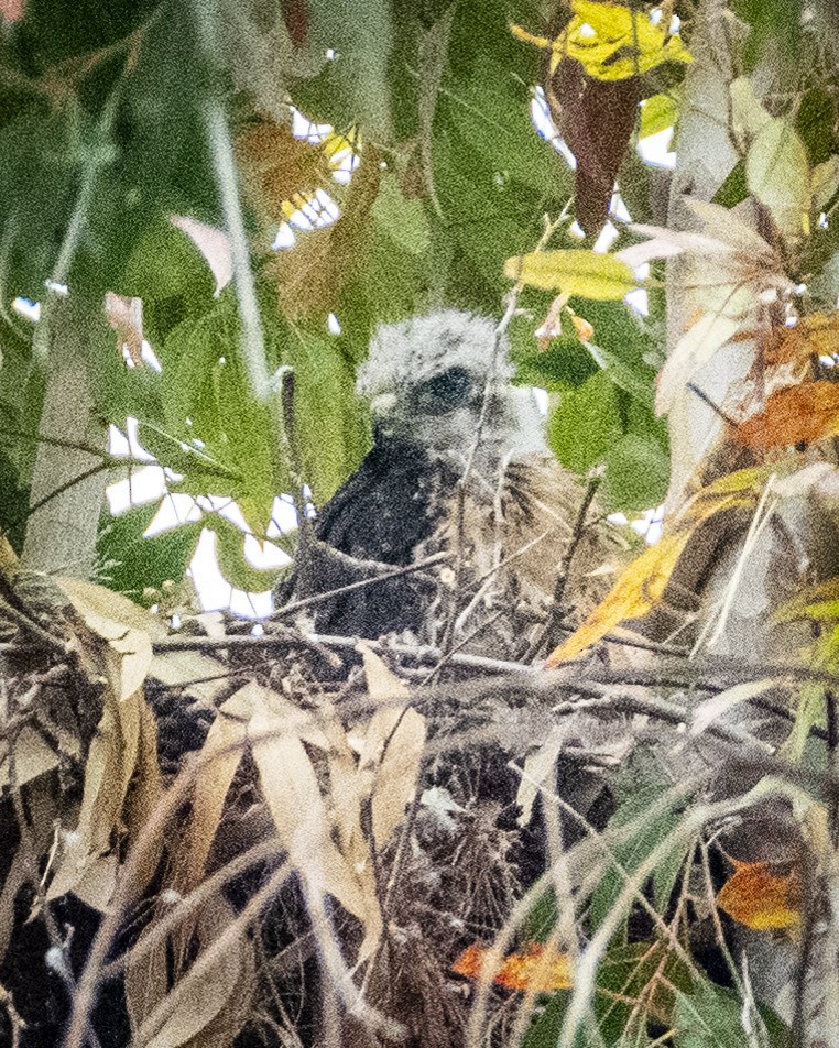 Red-tailed Hawk - ML620661603