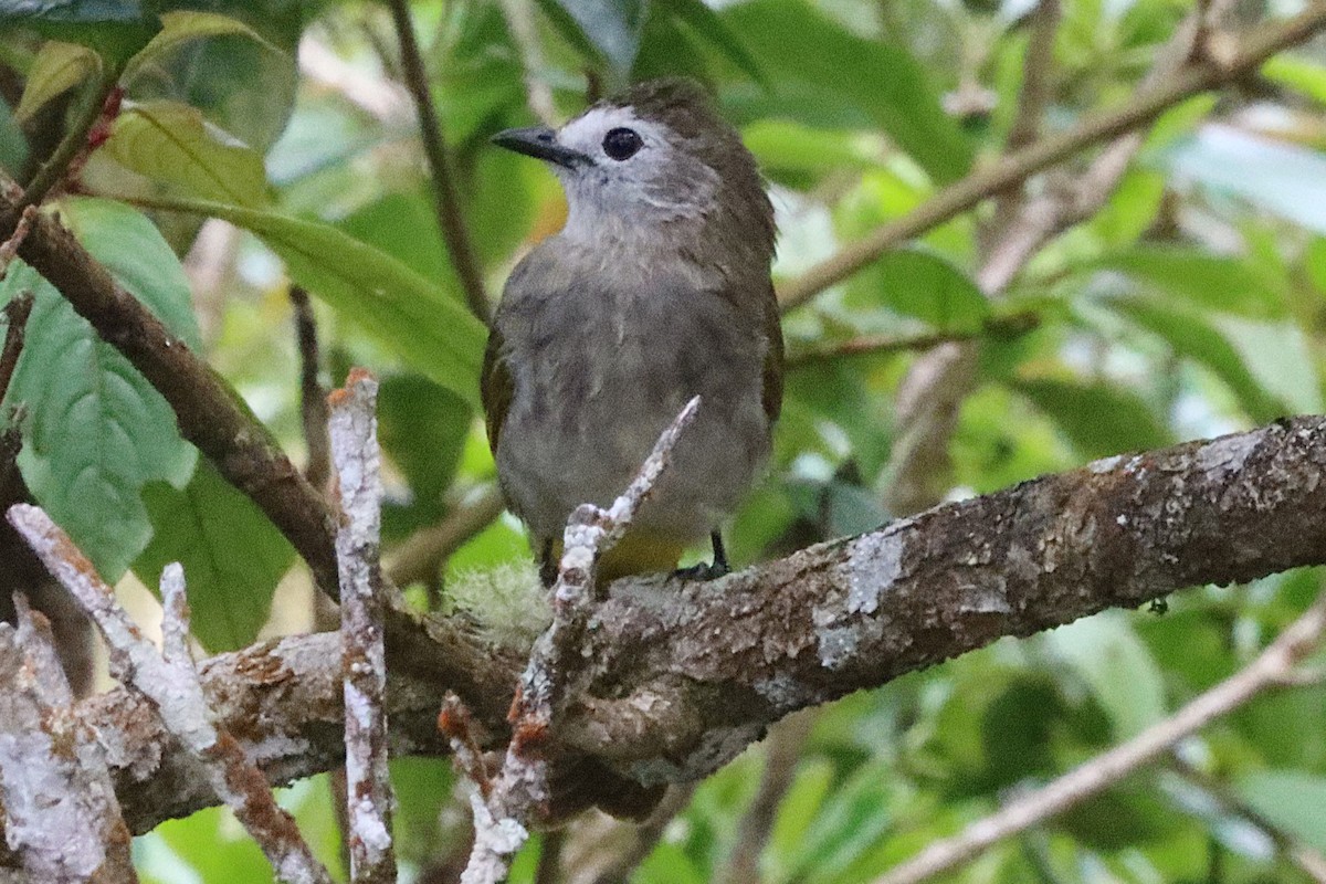 Bulbul à face pâle - ML620661608