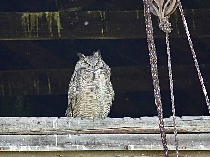 Great Horned Owl - ML620661610