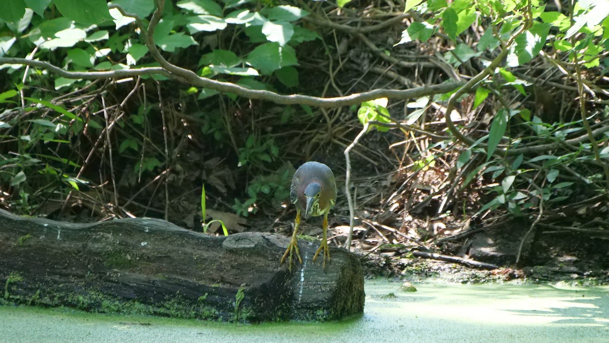 Green Heron - ML620661624