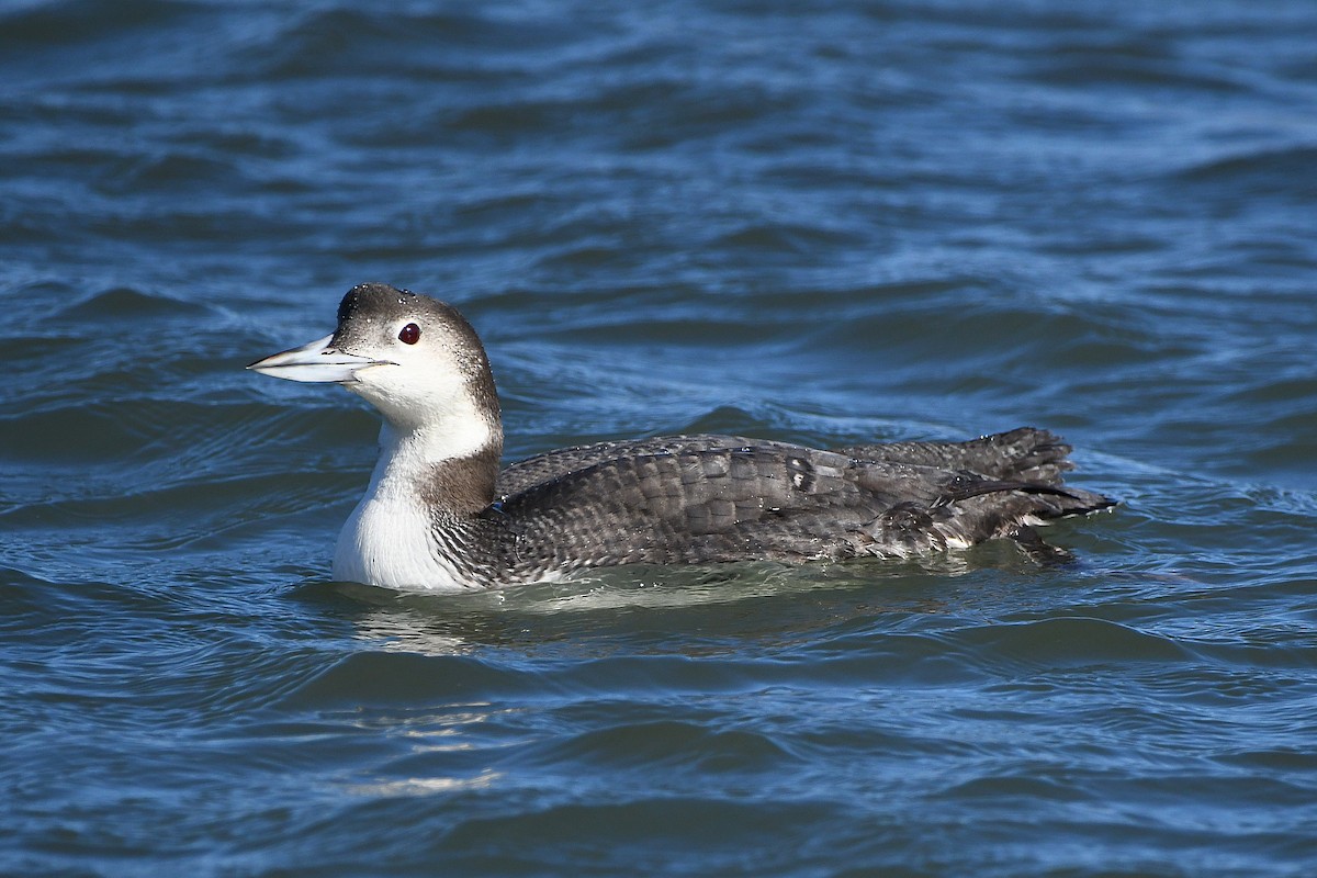 Common Loon - ML620661626