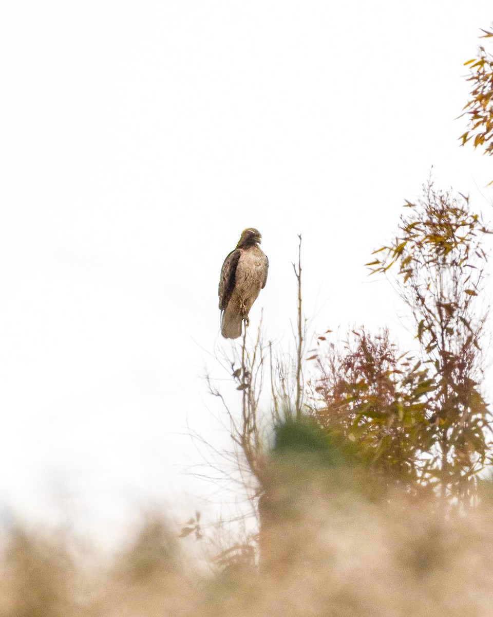 Red-tailed Hawk - ML620661627