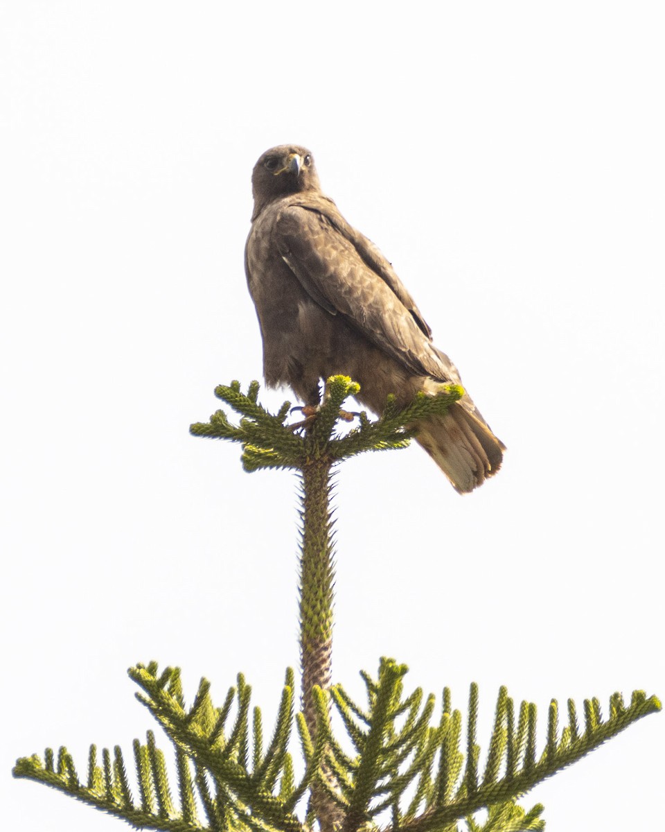 Red-tailed Hawk - ML620661628