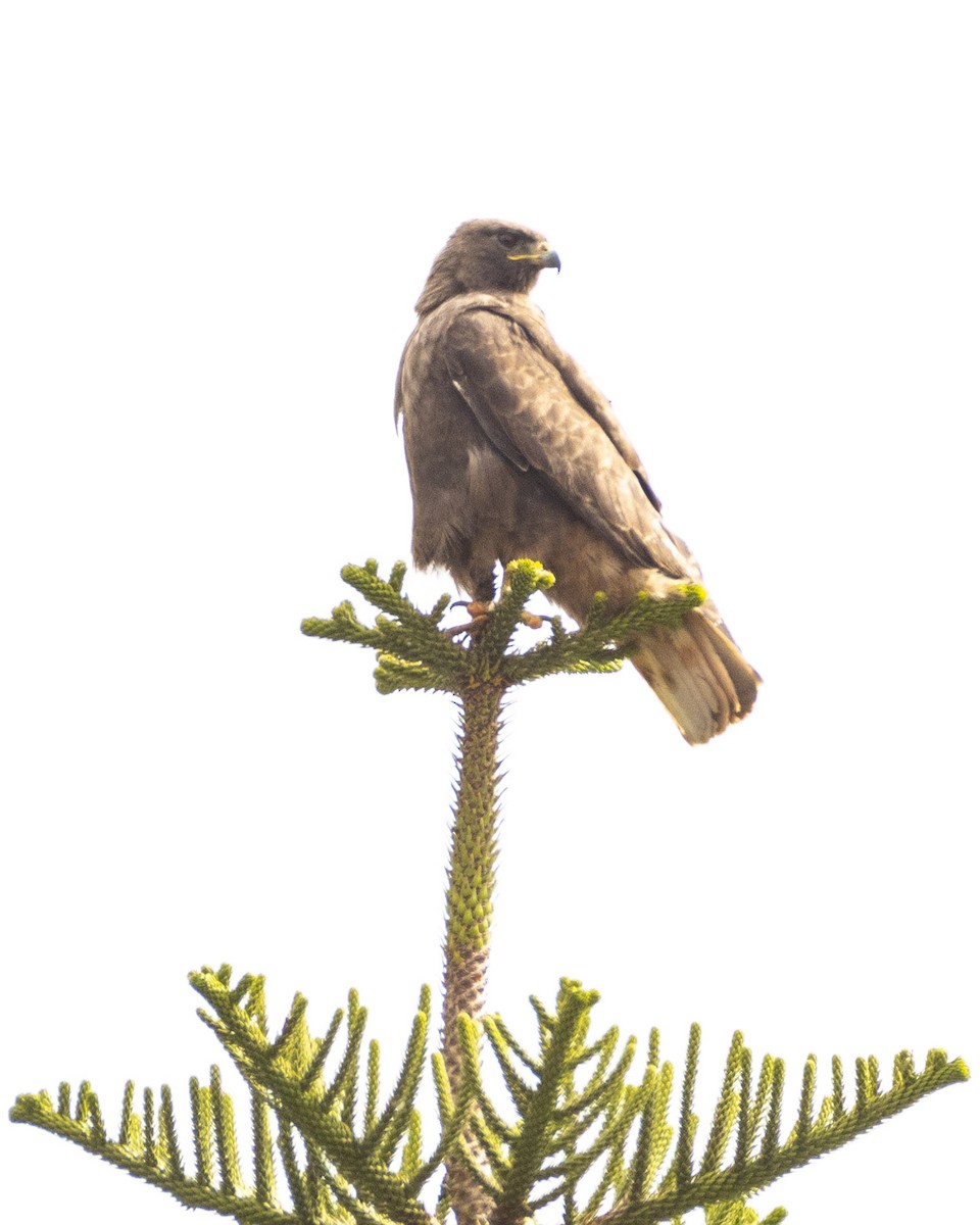 Red-tailed Hawk - ML620661629