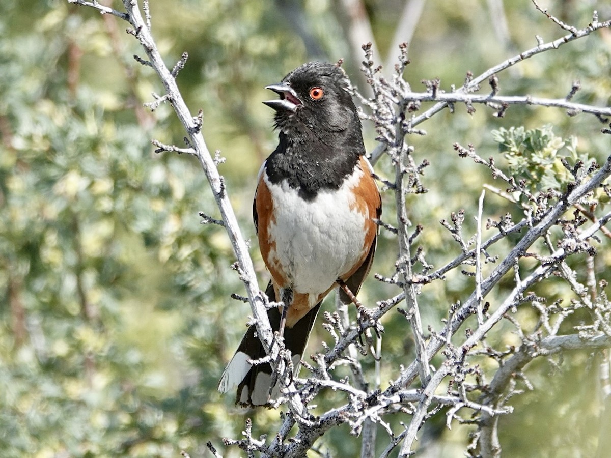 Spotted Towhee - ML620661631