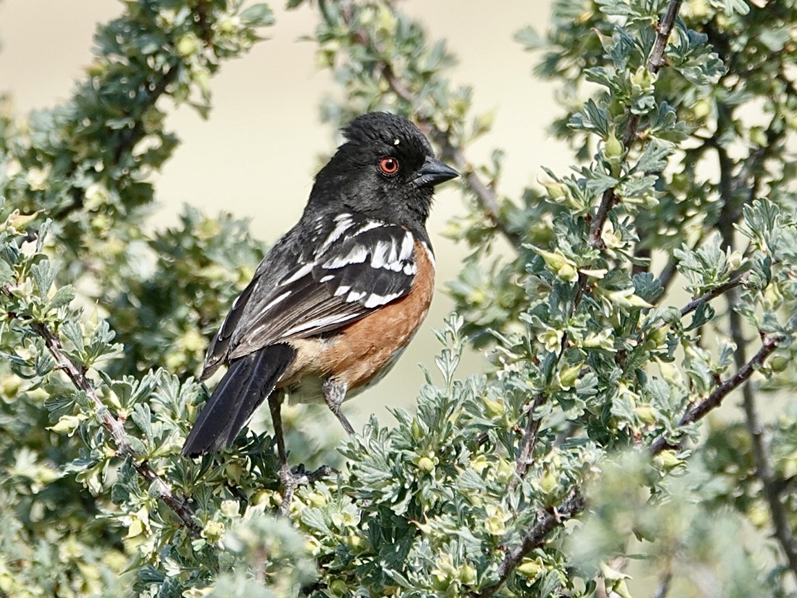 Spotted Towhee - ML620661632
