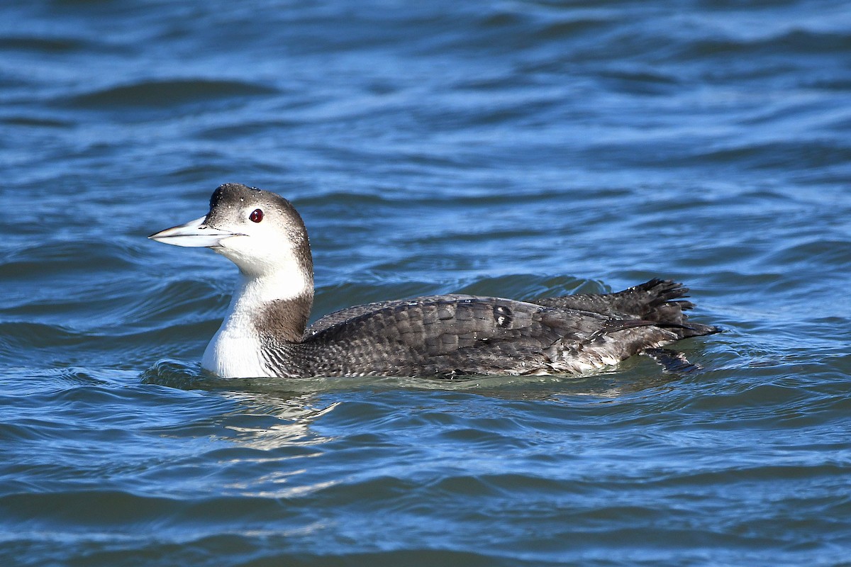 Common Loon - ML620661634