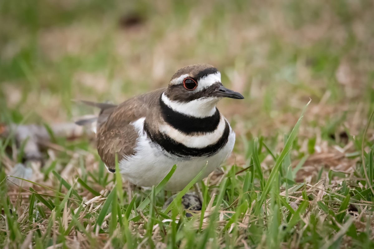 Killdeer - ML620661640