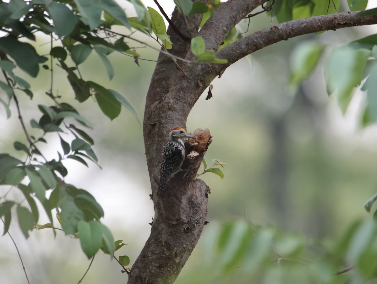 Yellow-crowned Woodpecker - ML620661642