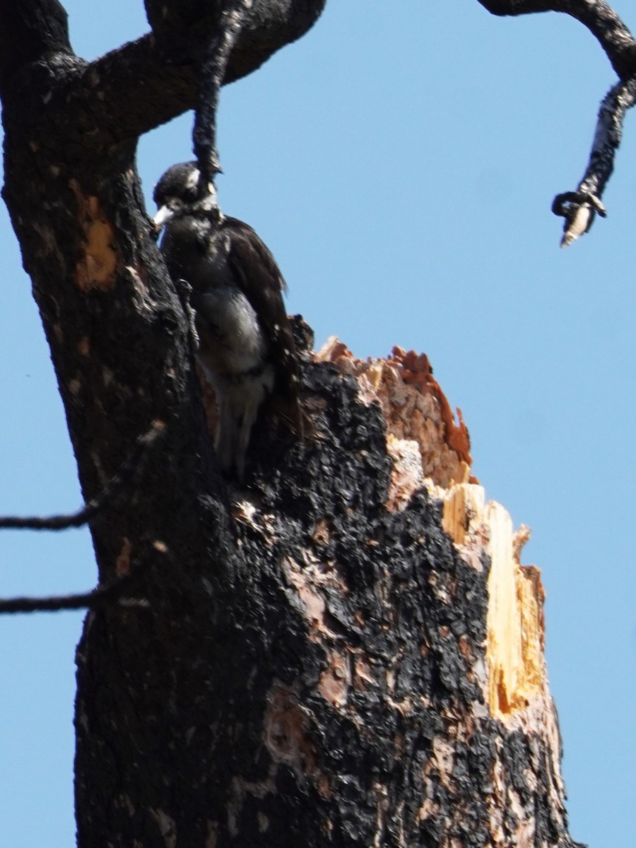 Hairy Woodpecker - ML620661645