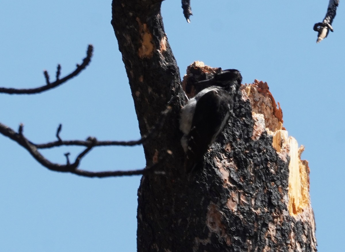 Hairy Woodpecker - ML620661646