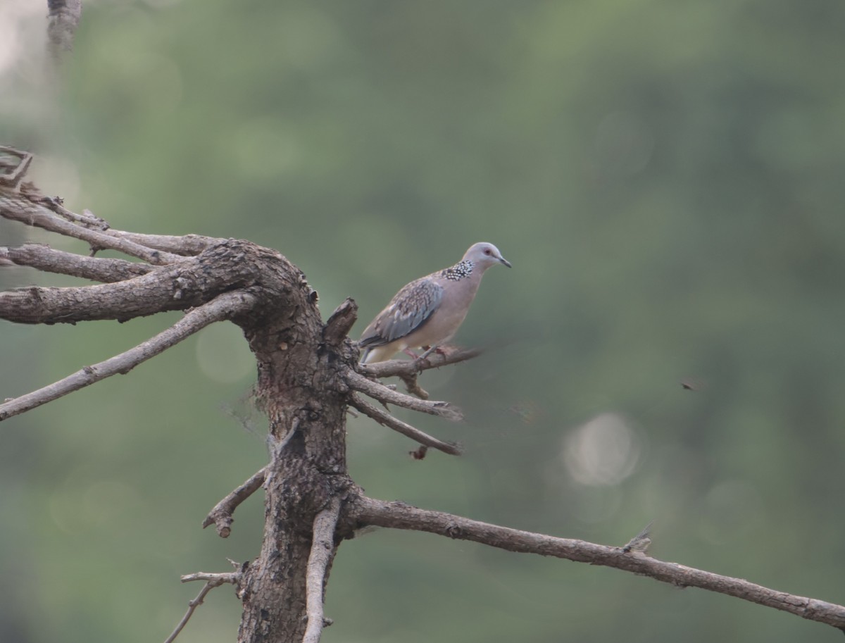 Spotted Dove - ML620661647