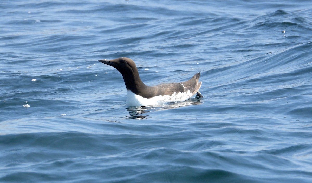 Common Murre - ML620661649