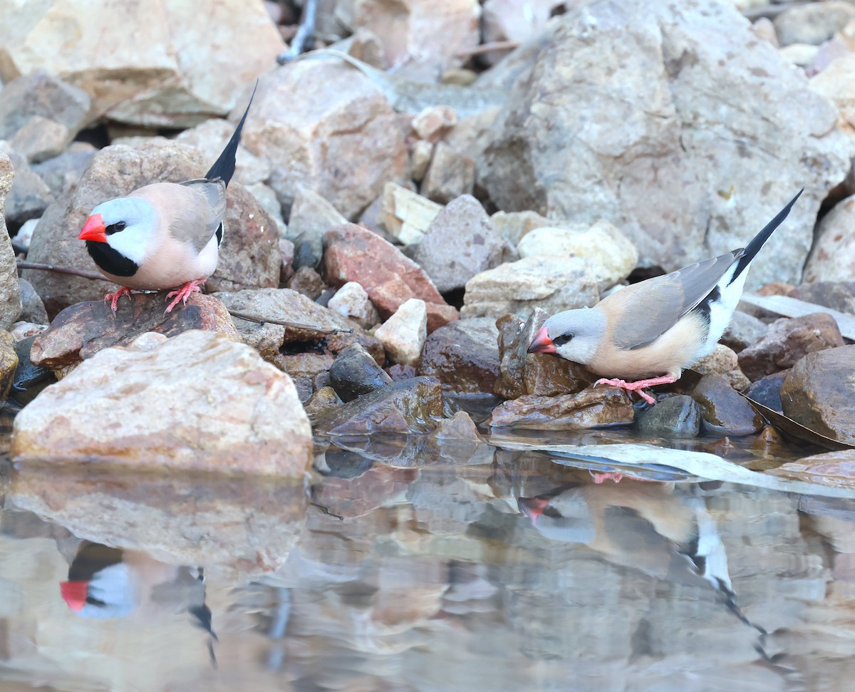 Long-tailed Finch - ML620661652