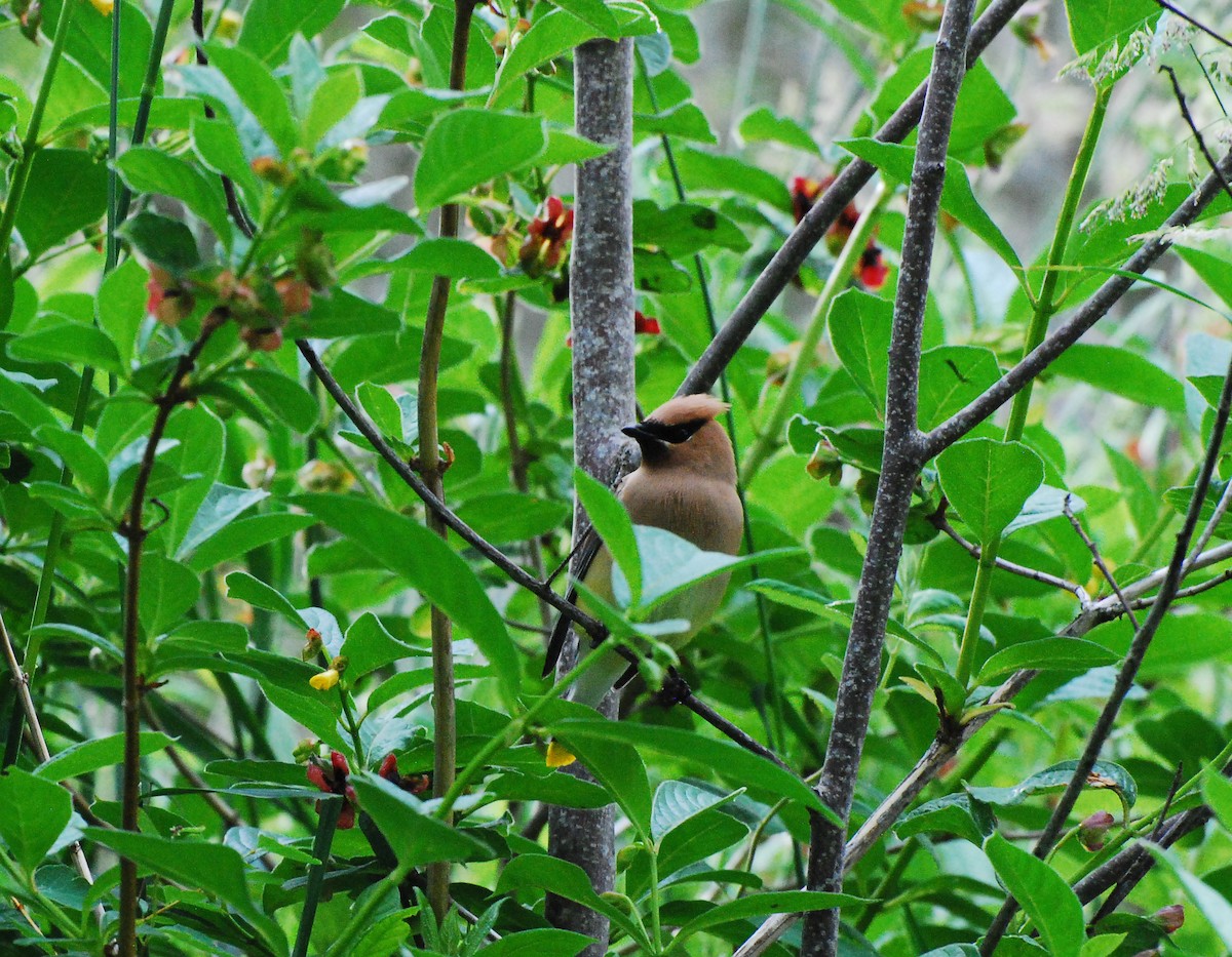 Cedar Waxwing - ML620661655