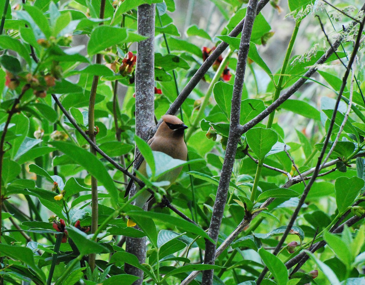 Cedar Waxwing - ML620661656