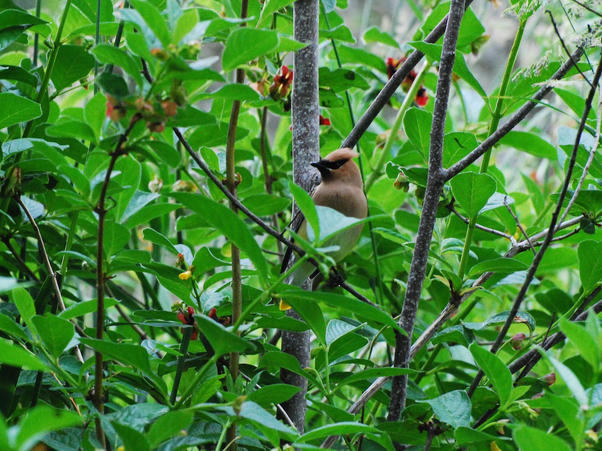 Cedar Waxwing - ML620661657