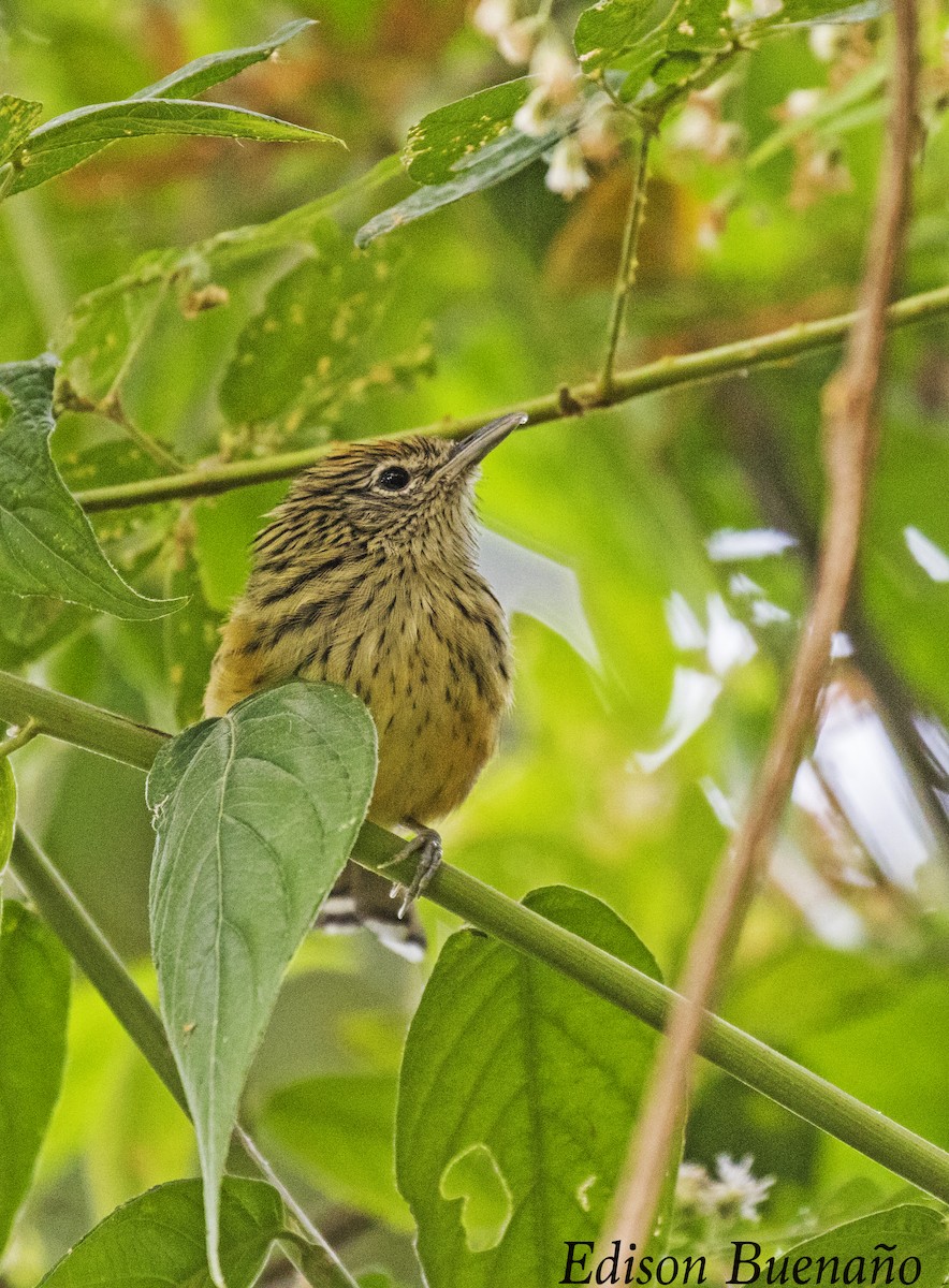 Santa Marta Antbird - ML620661659