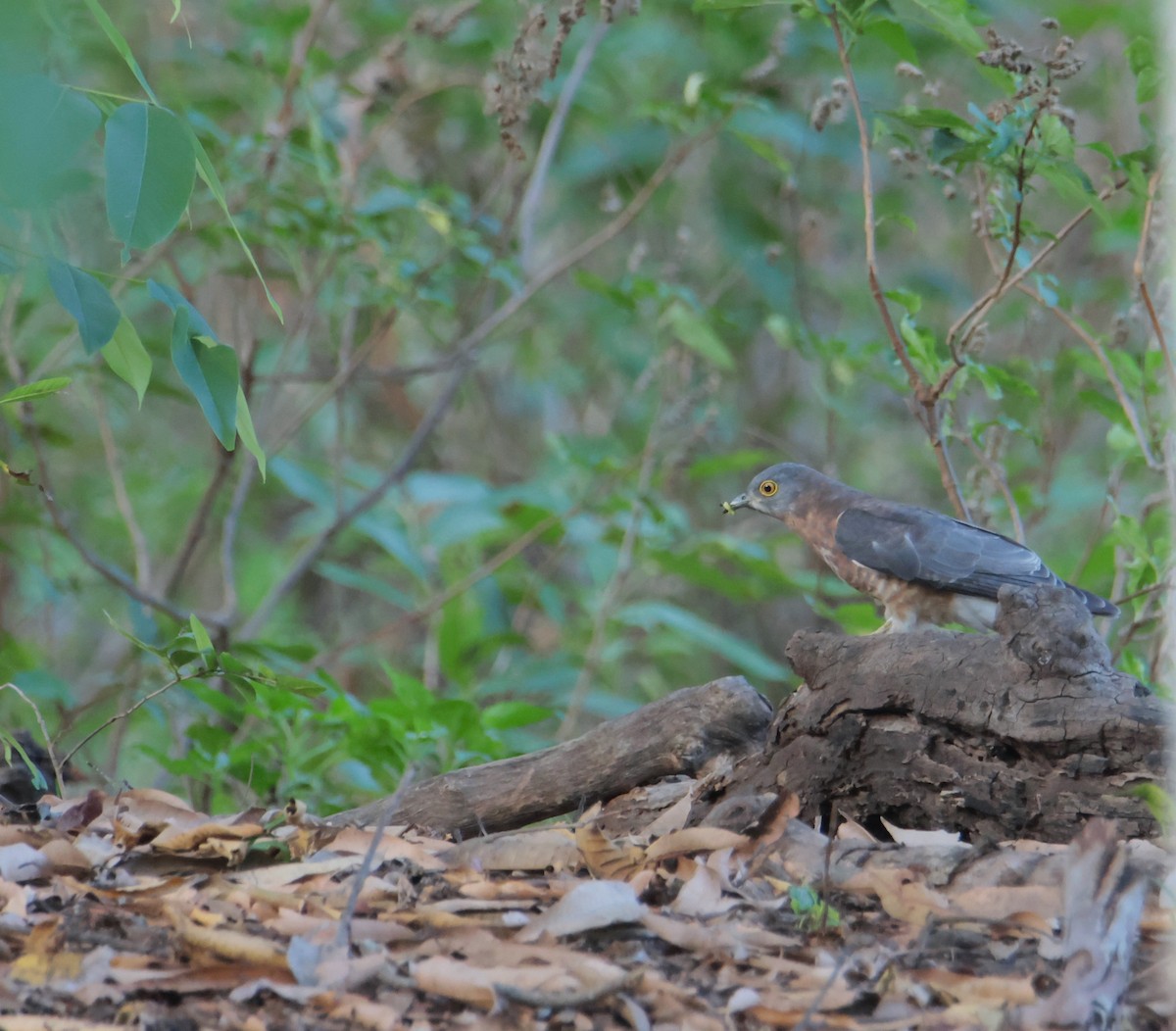 Common Hawk-Cuckoo - ML620661661