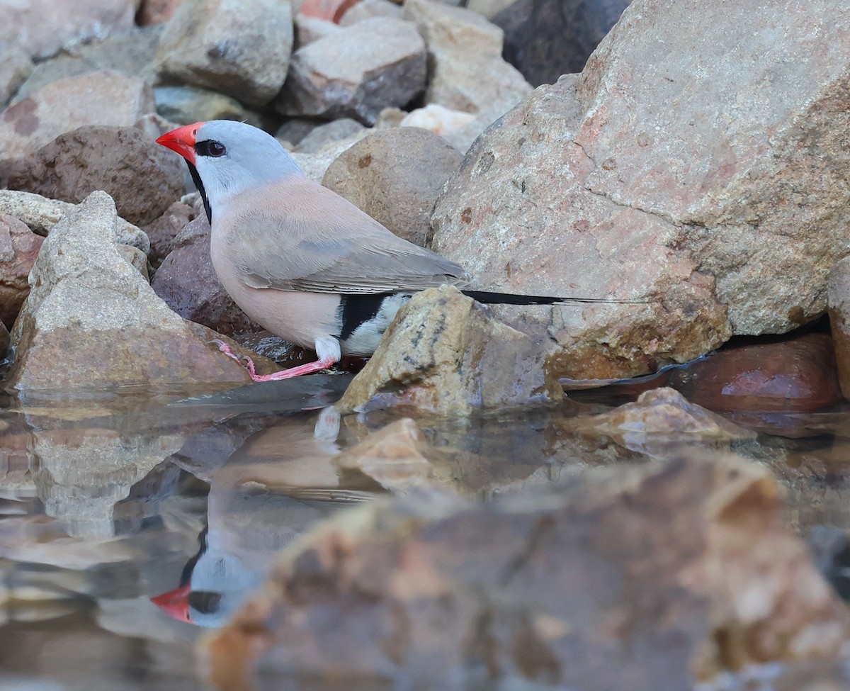 Long-tailed Finch - ML620661662