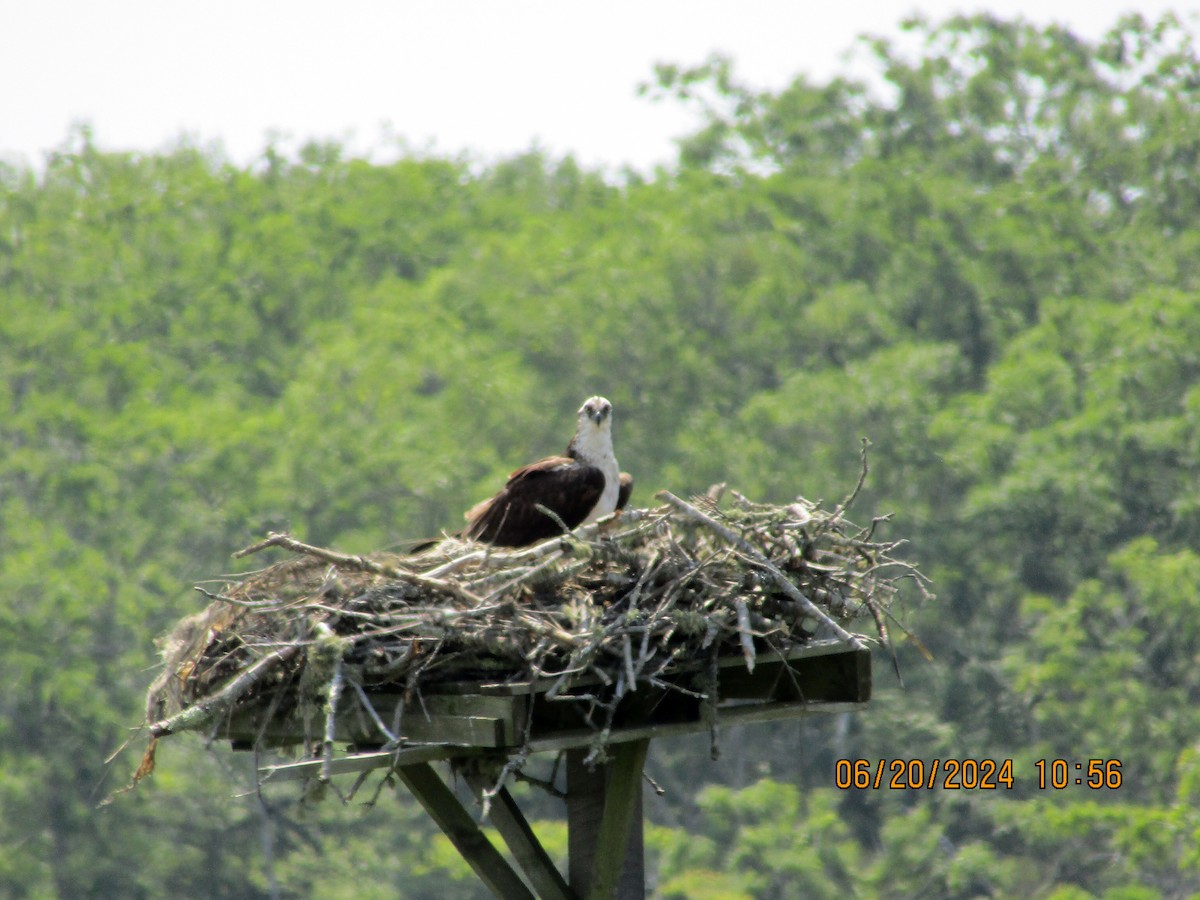 Osprey - ML620661664