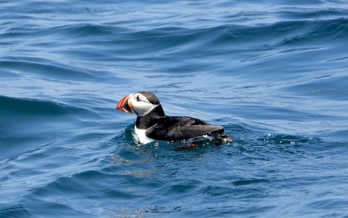 Atlantic Puffin - ML620661671