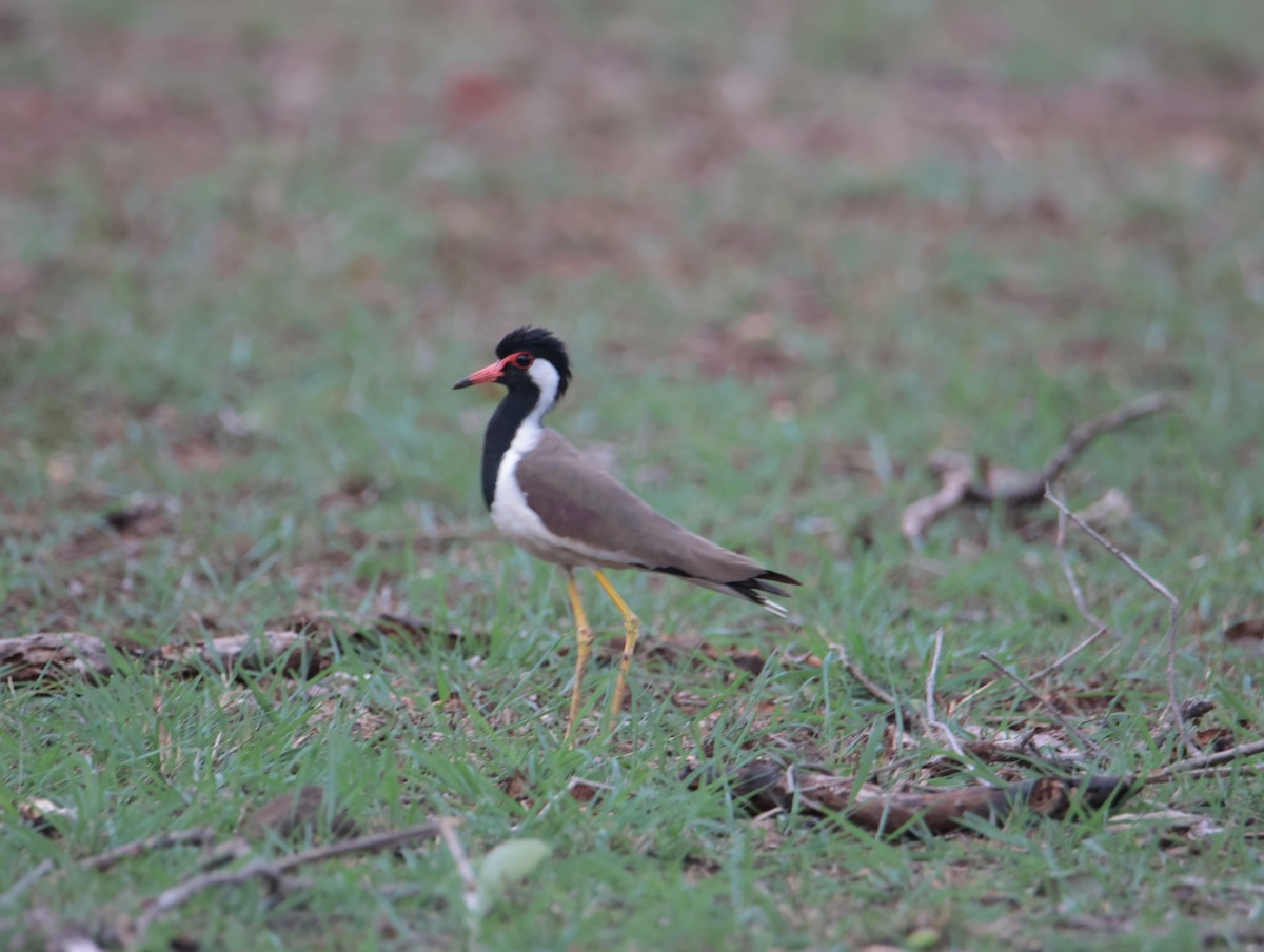 Red-wattled Lapwing - ML620661675