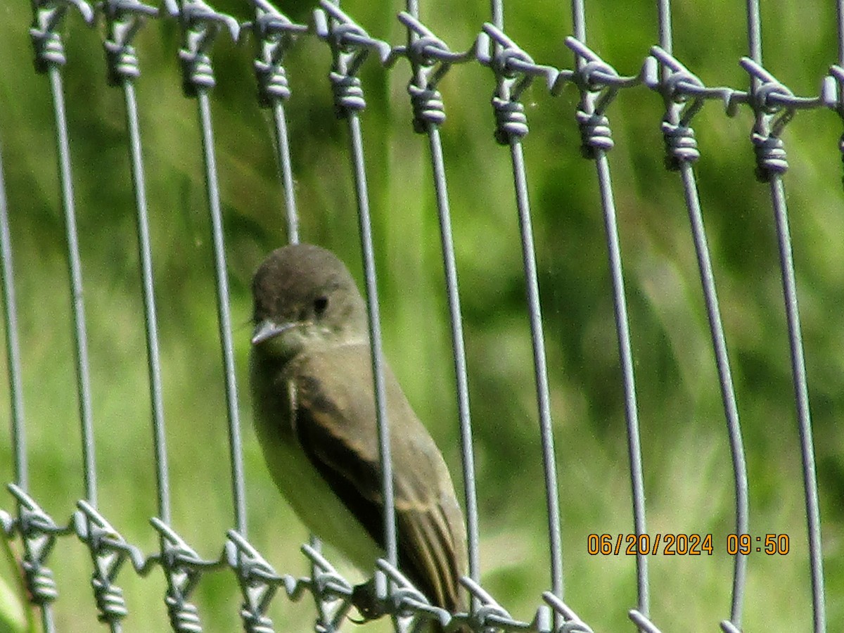 Willow Flycatcher - ML620661677