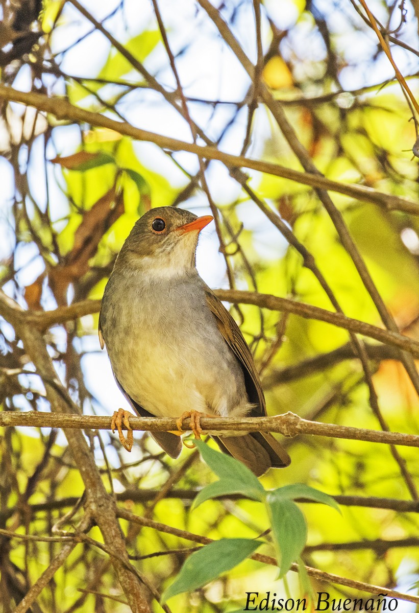 Orange-billed Nightingale-Thrush (Orange-billed) - ML620661679