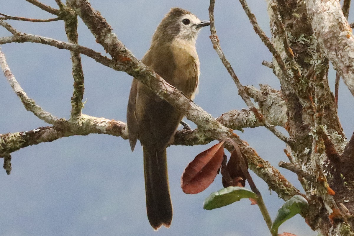 Bulbul à face pâle - ML620661680