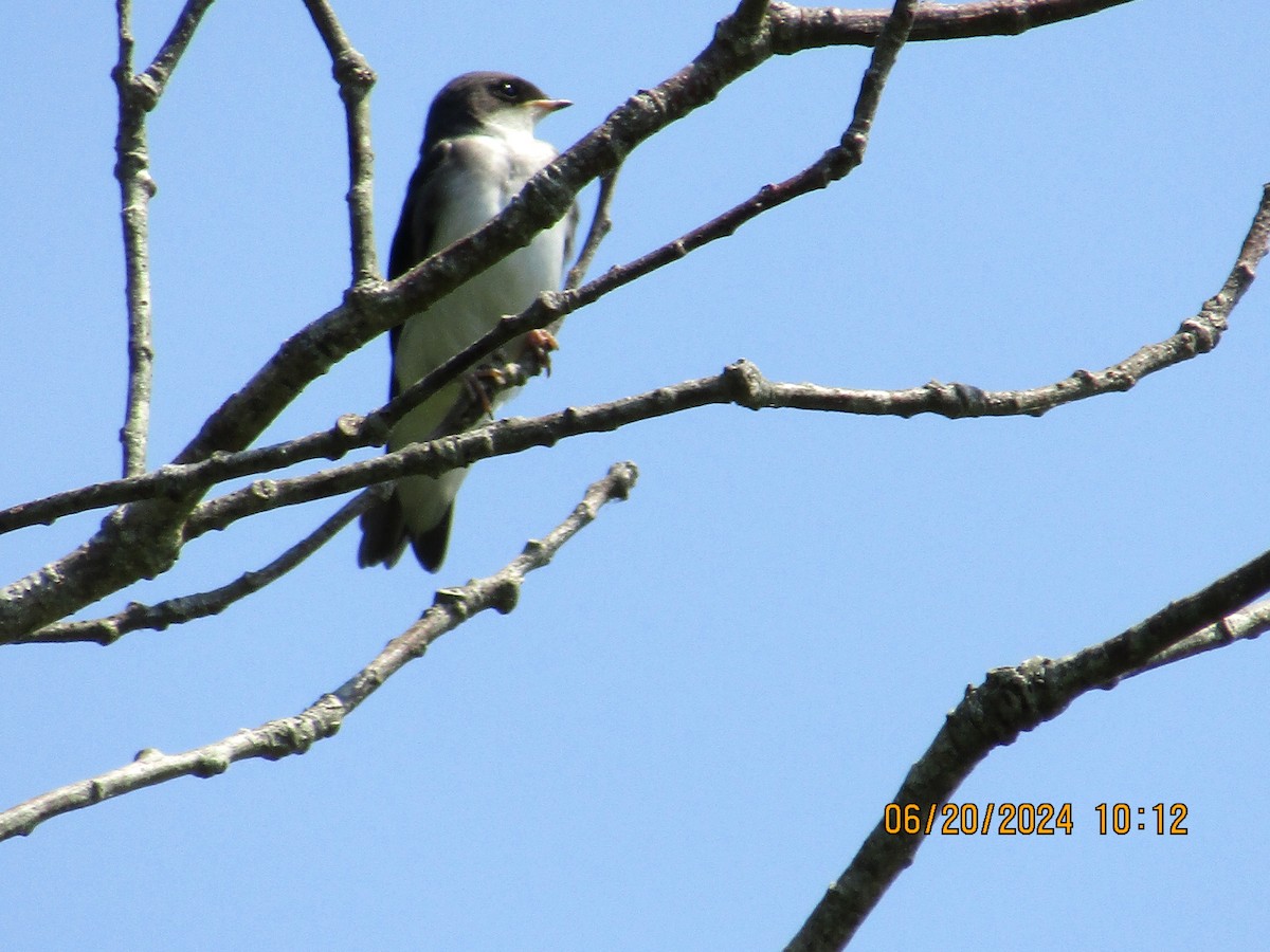 Tree Swallow - ML620661684