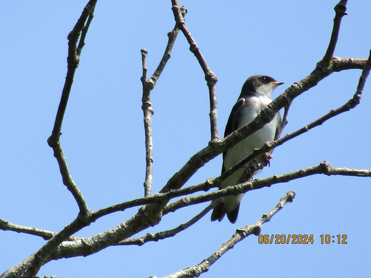 Tree Swallow - ML620661685